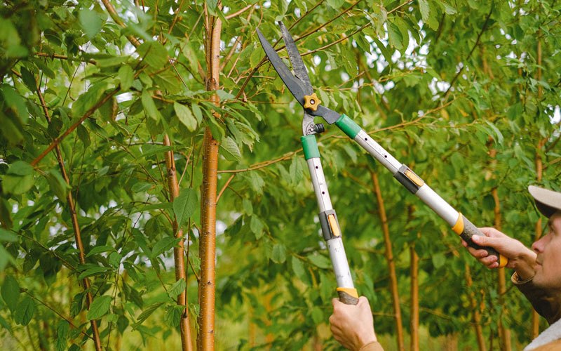 Tree trimming in Du Quoin, IL